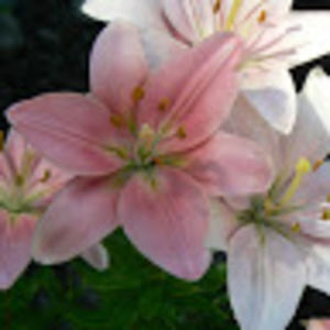 Meet your Posher, Corinne